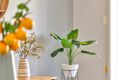 Property photo of 6 Blackler Street Semaphore SA 5019