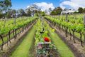 Property photo of LOT 72/2 Oakey Creek Road Pokolbin NSW 2320
