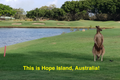 Property photo of 8342 Magnolia Drive East Hope Island QLD 4212