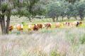 Property photo of 12972 Oxley Highway Goolhi NSW 2379