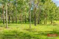 Property photo of 28 Torview Road Chatsworth QLD 4570