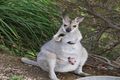 Property photo of 10 Wojei Rise Benobble QLD 4275