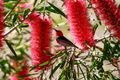 Property photo of 10 Wojei Rise Benobble QLD 4275