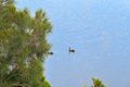 Property photo of 342/33 Lakefront Crescent Varsity Lakes QLD 4227