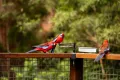 Property photo of 23 Ee-Jung Road Springbrook QLD 4213