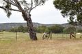 Property photo of LOT 2/98 Mackay Street Eldorado VIC 3746