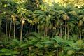 Property photo of 26 Long Road Tamborine Mountain QLD 4272