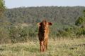 Property photo of 1068 Boonah-Rathdowney Road Wallaces Creek QLD 4310
