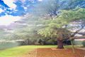 Property photo of 6 Lillian Road Riverwood NSW 2210