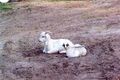 Property photo of 46-52 Nutt Road Londonderry NSW 2753