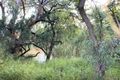 Property photo of 9423 Castlereagh Highway Coonamble NSW 2829