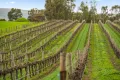 Property photo of 17 Chapman Avenue McLaren Vale SA 5171