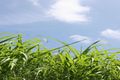 Property photo of LOT 623 Rous River Way Murwillumbah NSW 2484