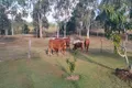 Property photo of 667 River Road Bungadoo QLD 4671
