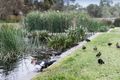 Property photo of 19 Cade Grove Macleod VIC 3085
