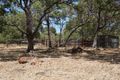 Property photo of 4/6 Glance Cove Horrocks WA 6535