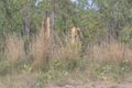 Property photo of 86 Kultarr Road Berry Springs NT 0838