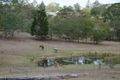 Property photo of 12 Highfield Drive Chatsworth QLD 4570