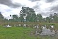 Property photo of 13 Grantham Scrub Road Veradilla QLD 4347