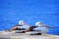 Property photo of 41 Hilton Esplanade Tewantin QLD 4565