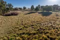 Property photo of 82 Starrlea Road Molong NSW 2866