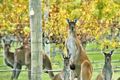 Property photo of 13 Sawmill Loop Karridale WA 6288