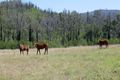 Property photo of 165 Ewingar Ridge Road Ewingar NSW 2469