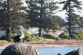 Property photo of 15 Investigator Crescent Encounter Bay SA 5211