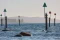 Property photo of 15 Investigator Crescent Encounter Bay SA 5211