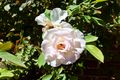 Property photo of 180A Rosebery Street Bedford WA 6052