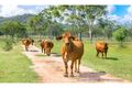 Property photo of 272 Raspberry Creek Road Kunwarara QLD 4702