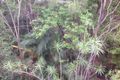 Property photo of 130 Plucks Road Arana Hills QLD 4054