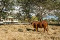 Property photo of 796 Birthamba Road Bucca QLD 4670
