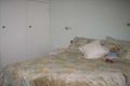 Property photo of 57 Cedar Way Forrestfield WA 6058