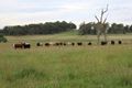 Property photo of 55 Coopers Road Red Range NSW 2370