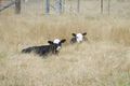 Property photo of 55 Coopers Road Red Range NSW 2370