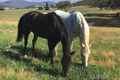 Property photo of 5266 Monaro Highway Michelago NSW 2620