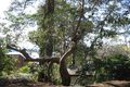 Property photo of 65 The Corso Saratoga NSW 2251