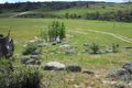 Property photo of 1006 Rocky Plain Road Berridale NSW 2628