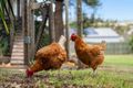 Property photo of 66 Cumner Road Torrington QLD 4350