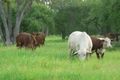 Property photo of LOT 6 Frames Lane Blackall QLD 4472