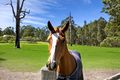 Property photo of 8 Forest Road Duns Creek NSW 2321