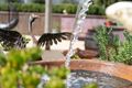 Property photo of 7 Coriander Court Langwarrin VIC 3910