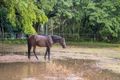 Property photo of 50 Horne Road Bees Creek NT 0822