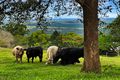 Property photo of 65 Upper Mount Mellum Road Mount Mellum QLD 4550