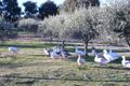 Property photo of 2407 Murringo Road Murringo NSW 2586
