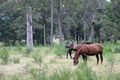 Property photo of 246 Mungay Flat Road Willawarrin NSW 2440