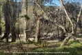 Property photo of 2293 Towamba Road Towamba NSW 2550