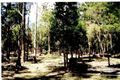 Property photo of 691 The Bucketts Way Limeburners Creek NSW 2324