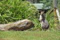 Property photo of 55 Hoop Pine Road Dulguigan NSW 2484